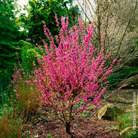 Cercis chinensis Avondale Pot - Arbre de Judée de Chine Avondale - Arbres