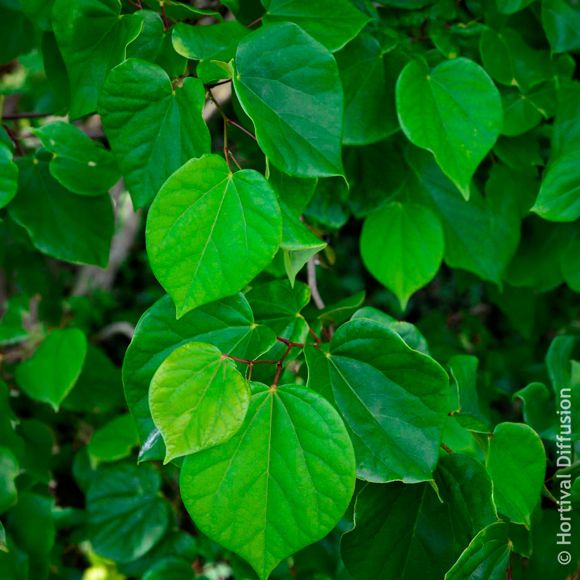 Arbre de Judée de Chine Avondale - Cercis chinensis Avondale Pot - Bakker