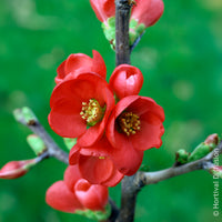 Chaenomeles speciosa Rubra - Cognassier du Japon Rubra - Arbustes fleuris