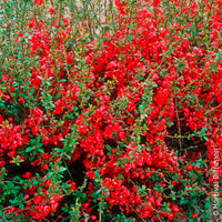 Cognassier du Japon Rubra - Chaenomeles speciosa Rubra - Bakker