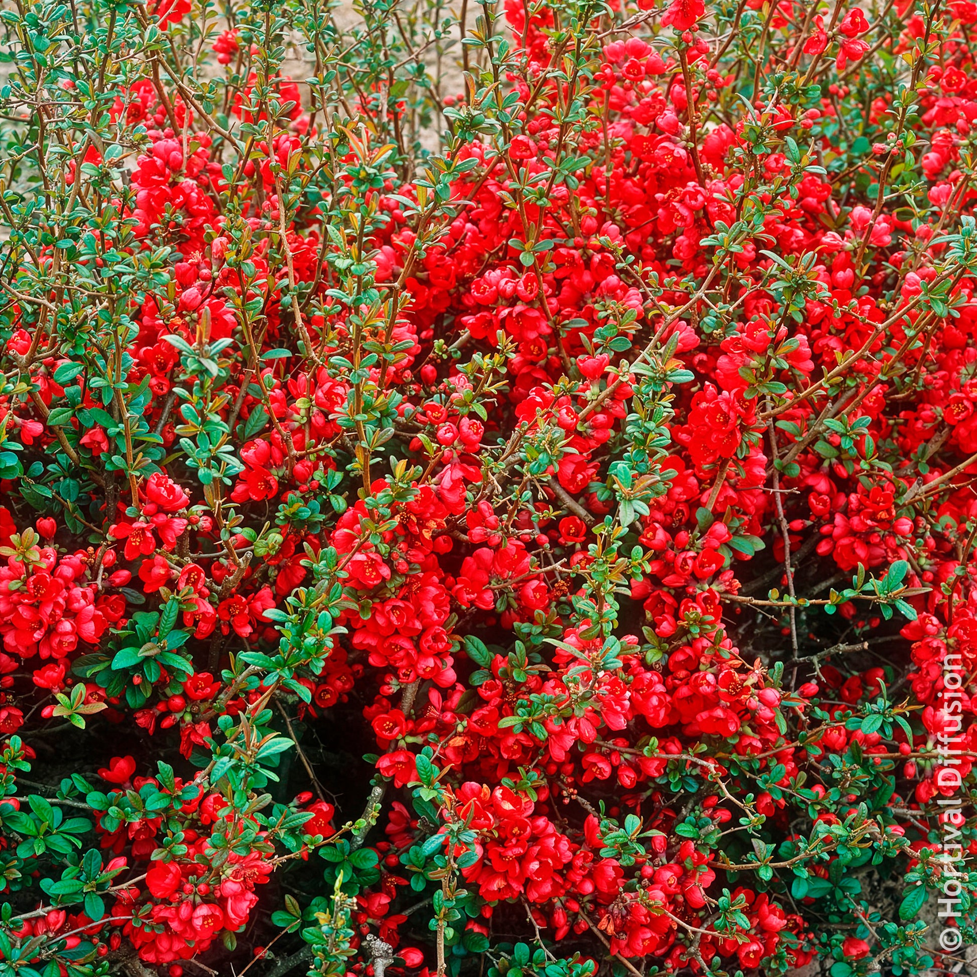Cognassier du Japon Rubra - Chaenomeles speciosa Rubra - Bakker