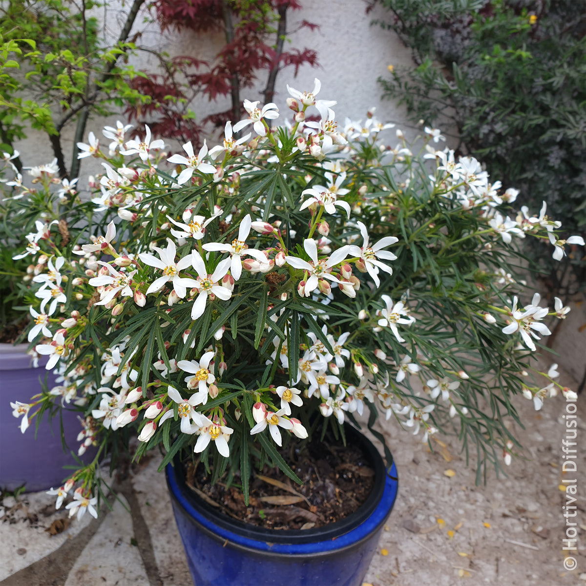 Choisya dewitteana Little Bee - Oranger du Mexique Little Bee - Oranger du Mexique