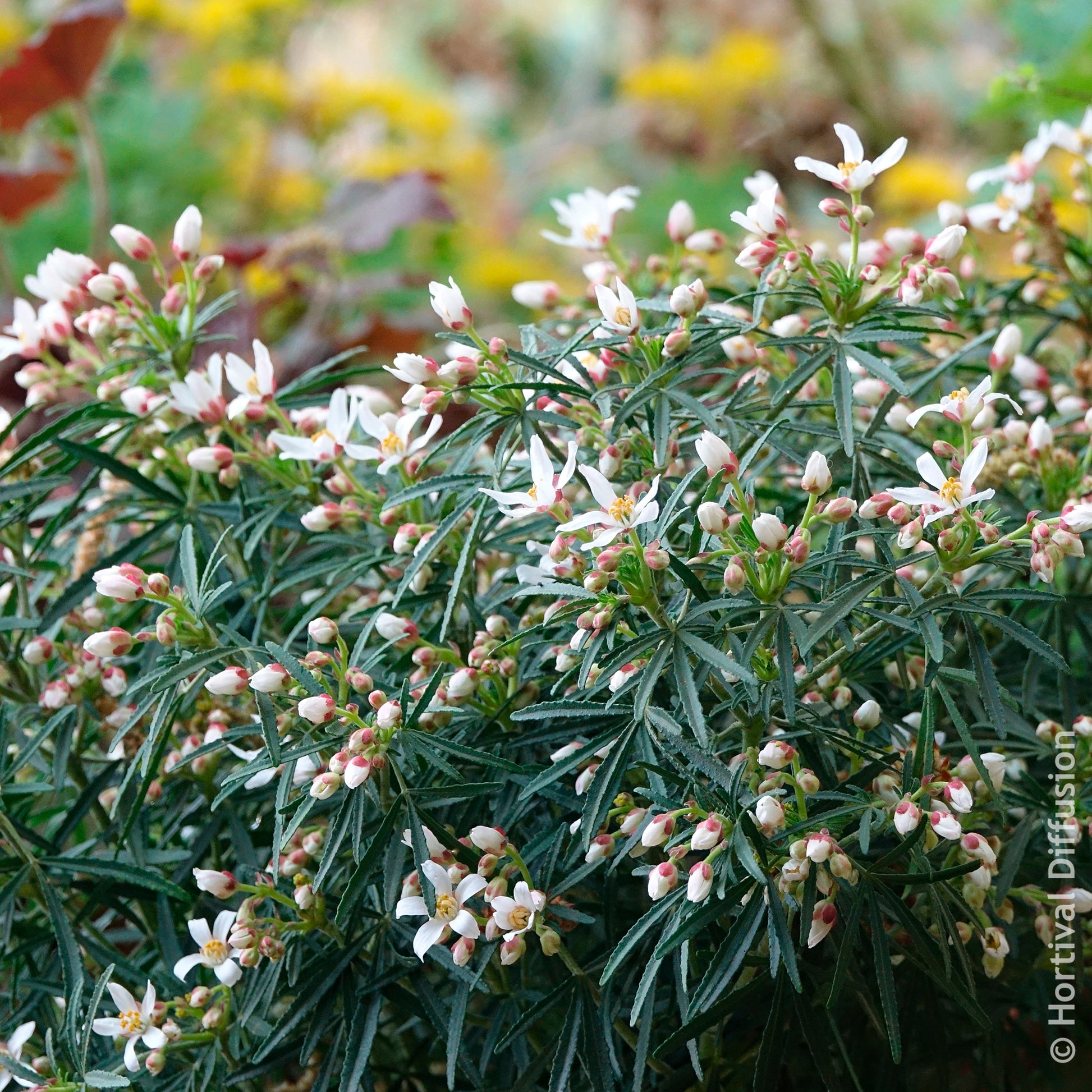 Oranger du Mexique Little Bee - Choisya dewitteana Little Bee - Bakker