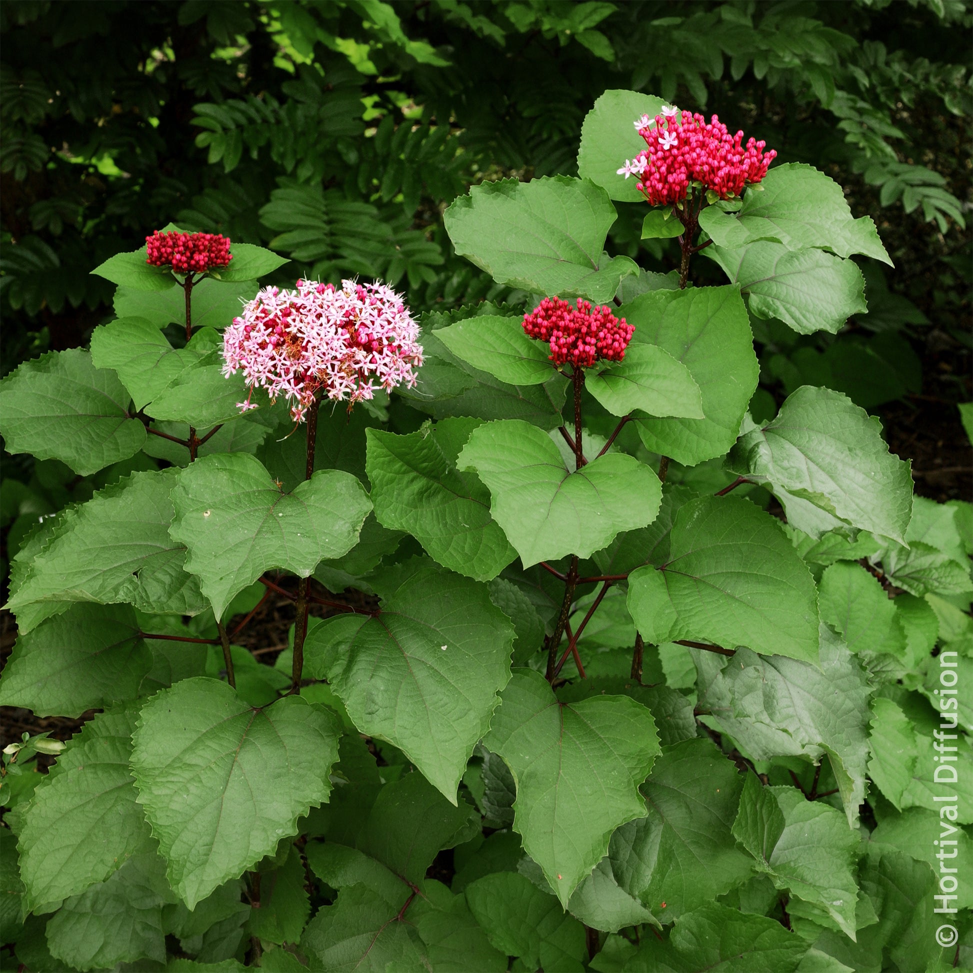 Clerodendrum bungei - Clérodendron de Bunge - Arbustes fleuris