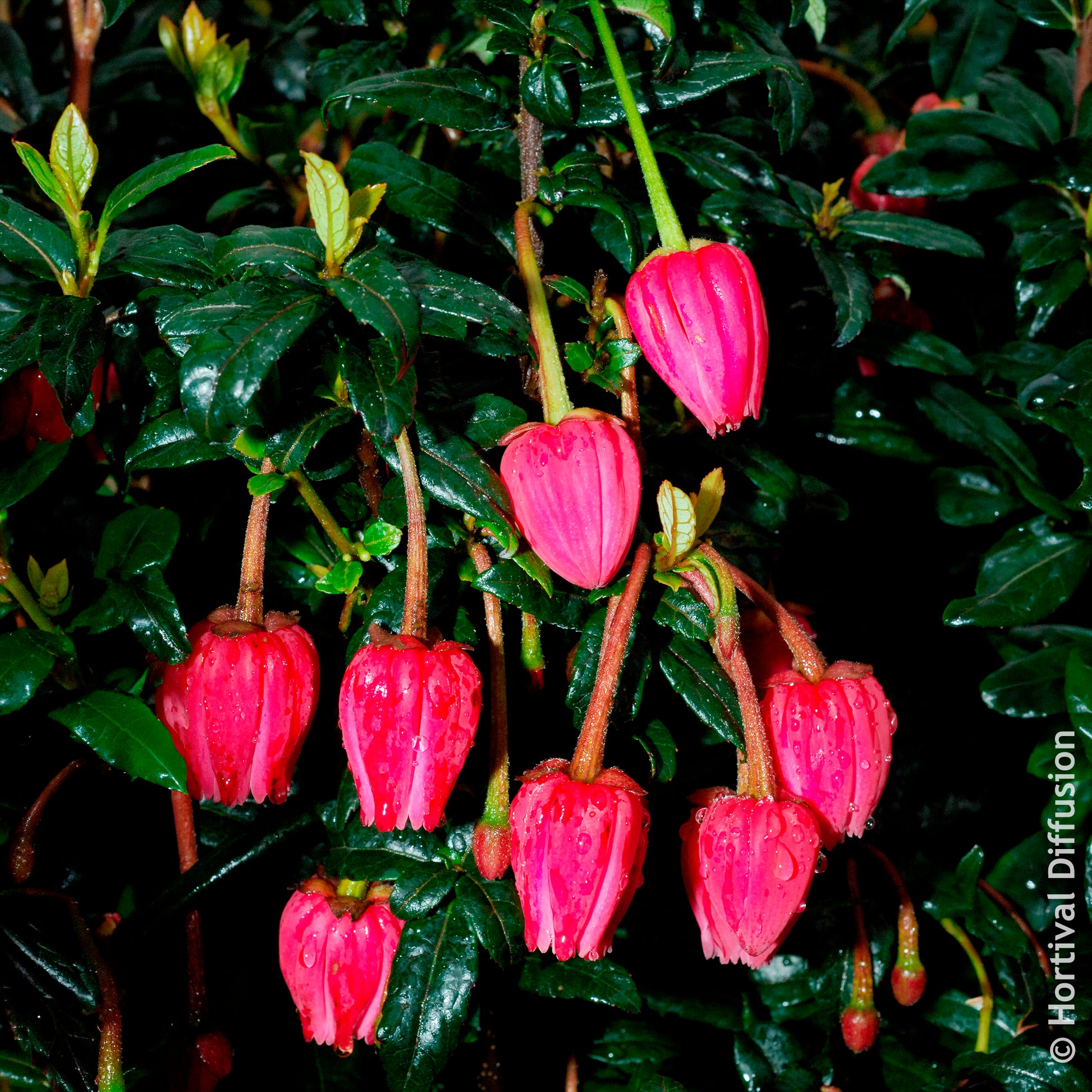 Crinodendron de Hooker - Bakker