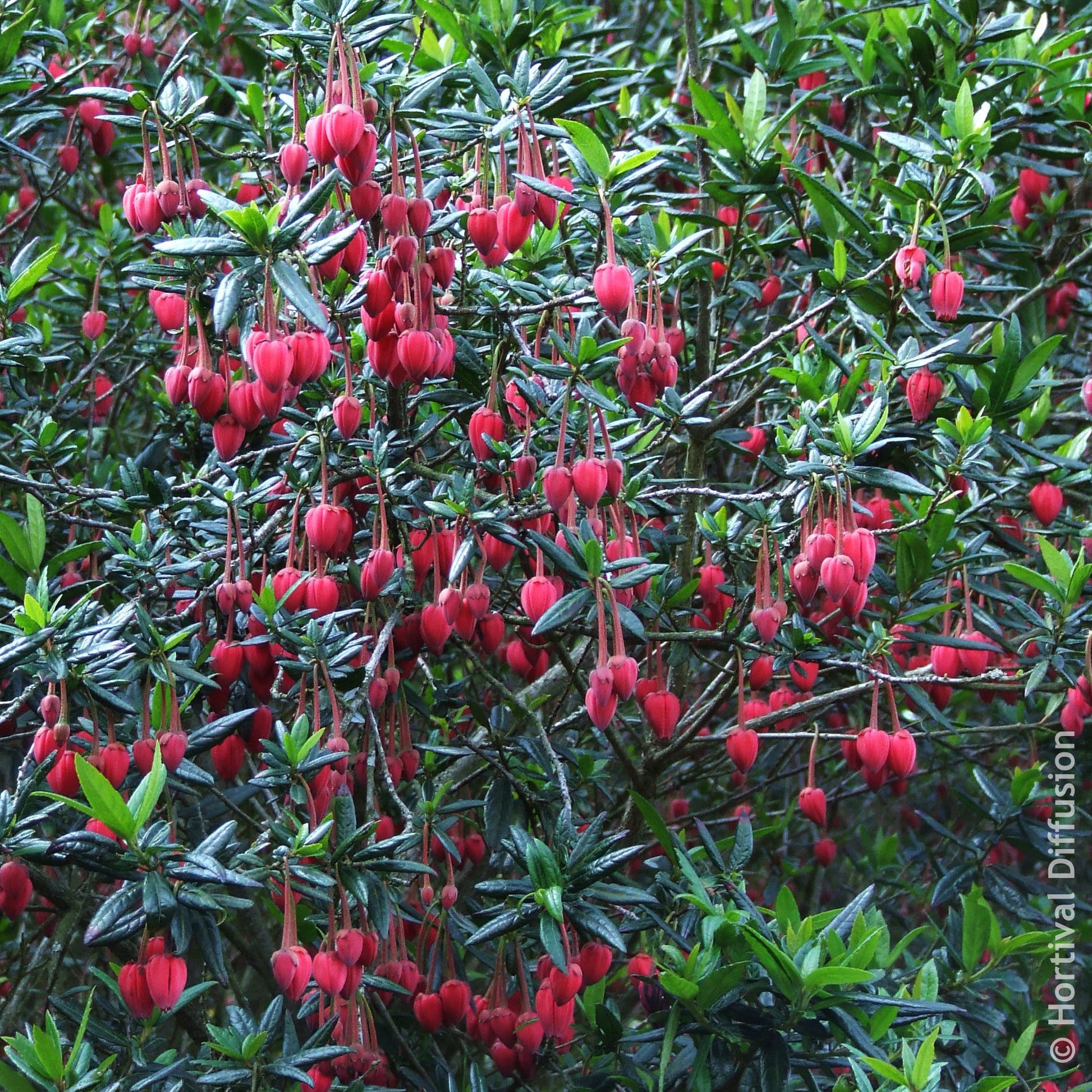 Crinodendron de Hooker - Crinodendron hookerianum - Bakker