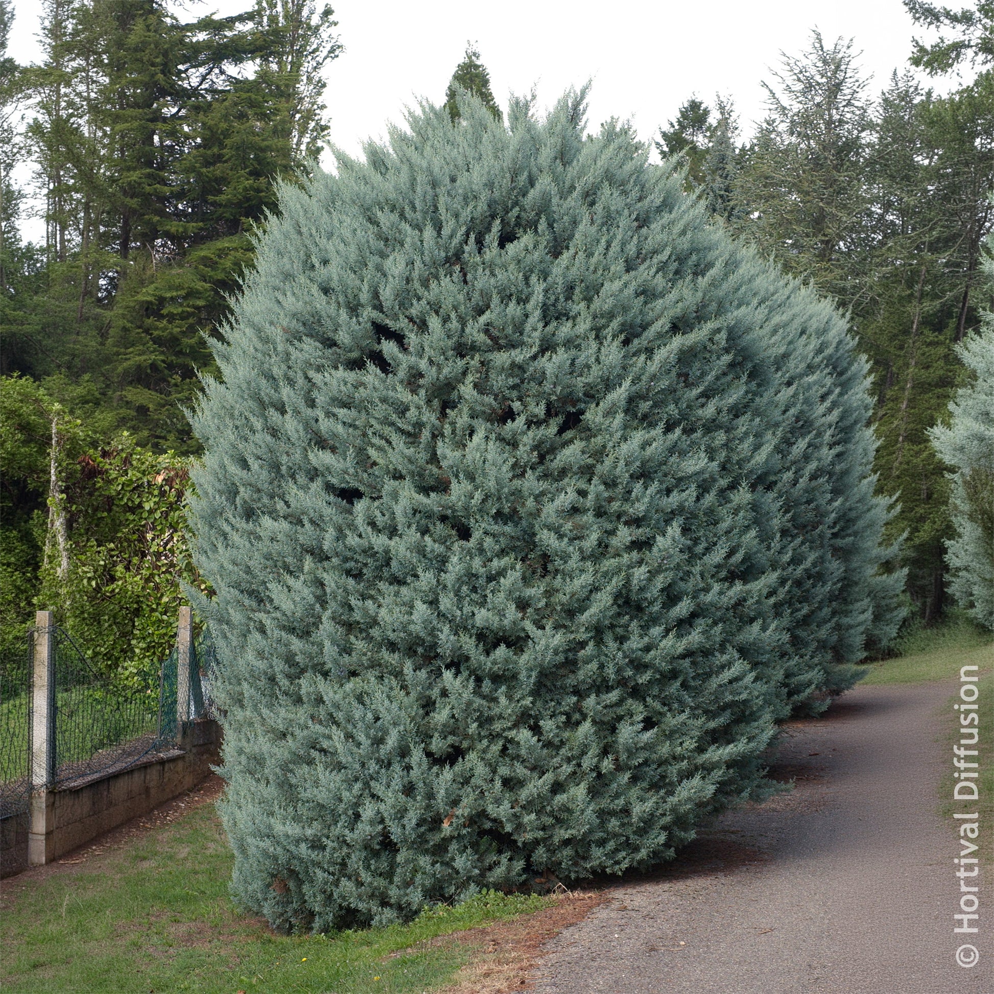 Cyprès d’Arizona Fastigiata - Cupressus arizonica Fastigiata - Bakker