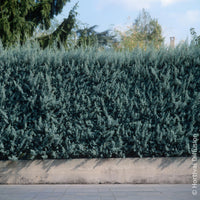 Cyprès d’Arizona Fastigiata - Bakker