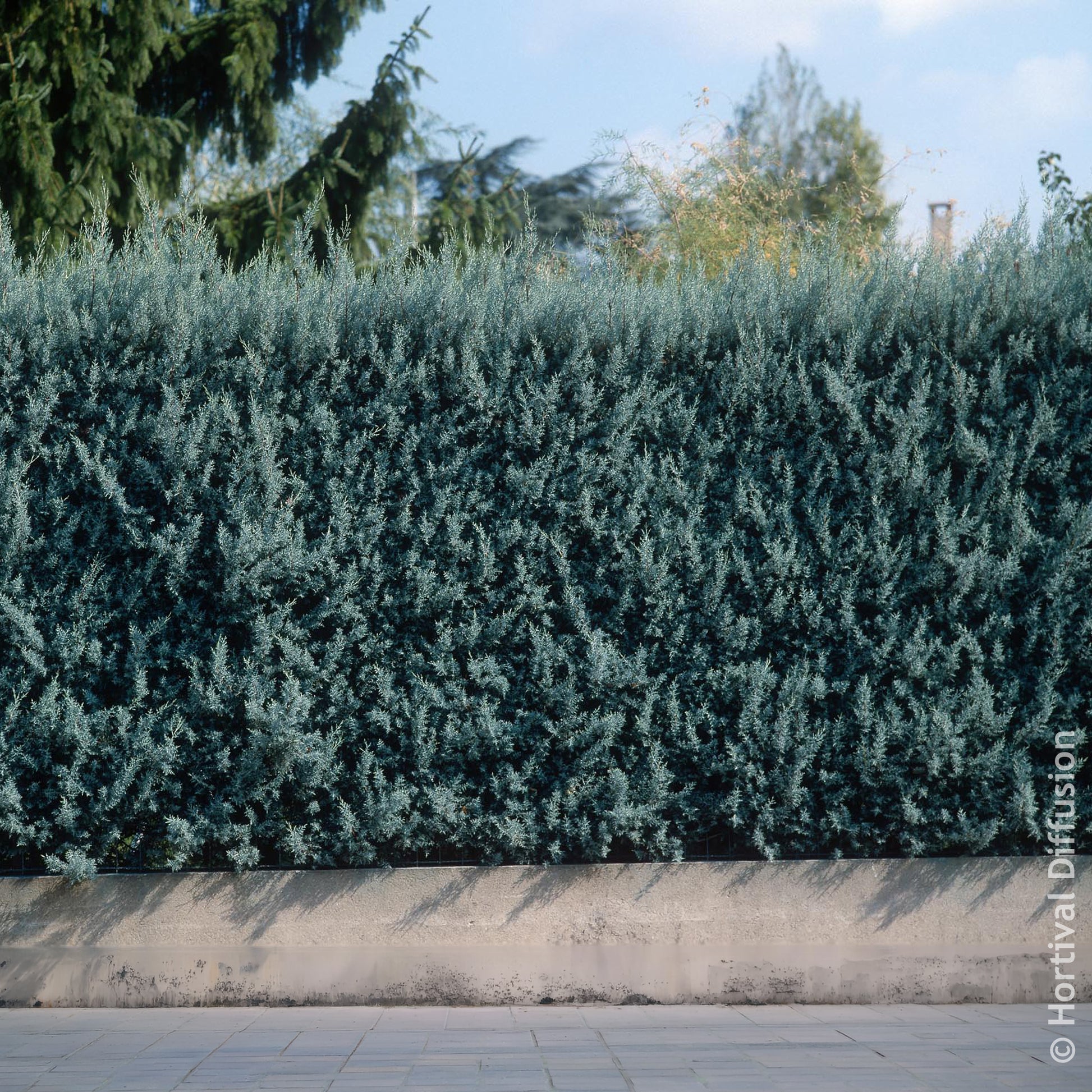 Cyprès d’Arizona Fastigiata - Bakker