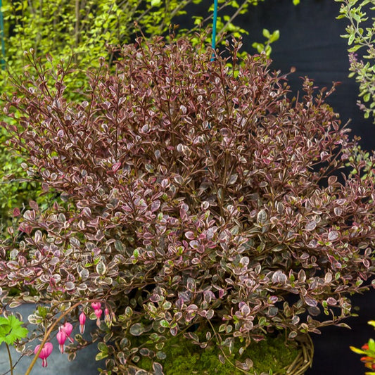 Lophomyrtus ralphii Little Star - Bakker