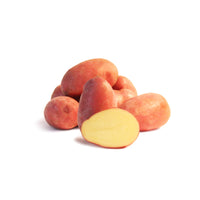 Plants de pommes de terre - Pomme de terre Rose de France - Cirielle - Solanum tuberosum rose de france (cirielle)