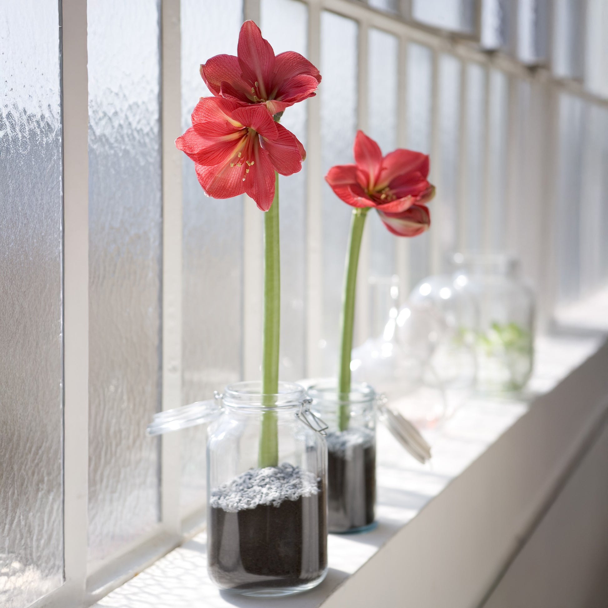 Wax Amaryllis  Gloss Silver - Amaryllis Gloss Silver - Bakker