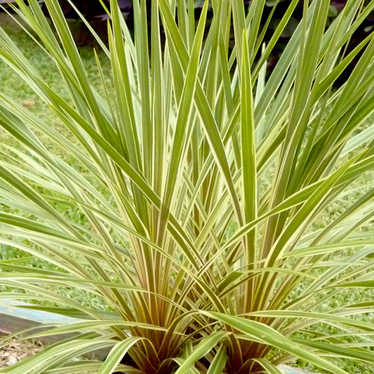 Cordyline australe Fantasy ® - Bakker