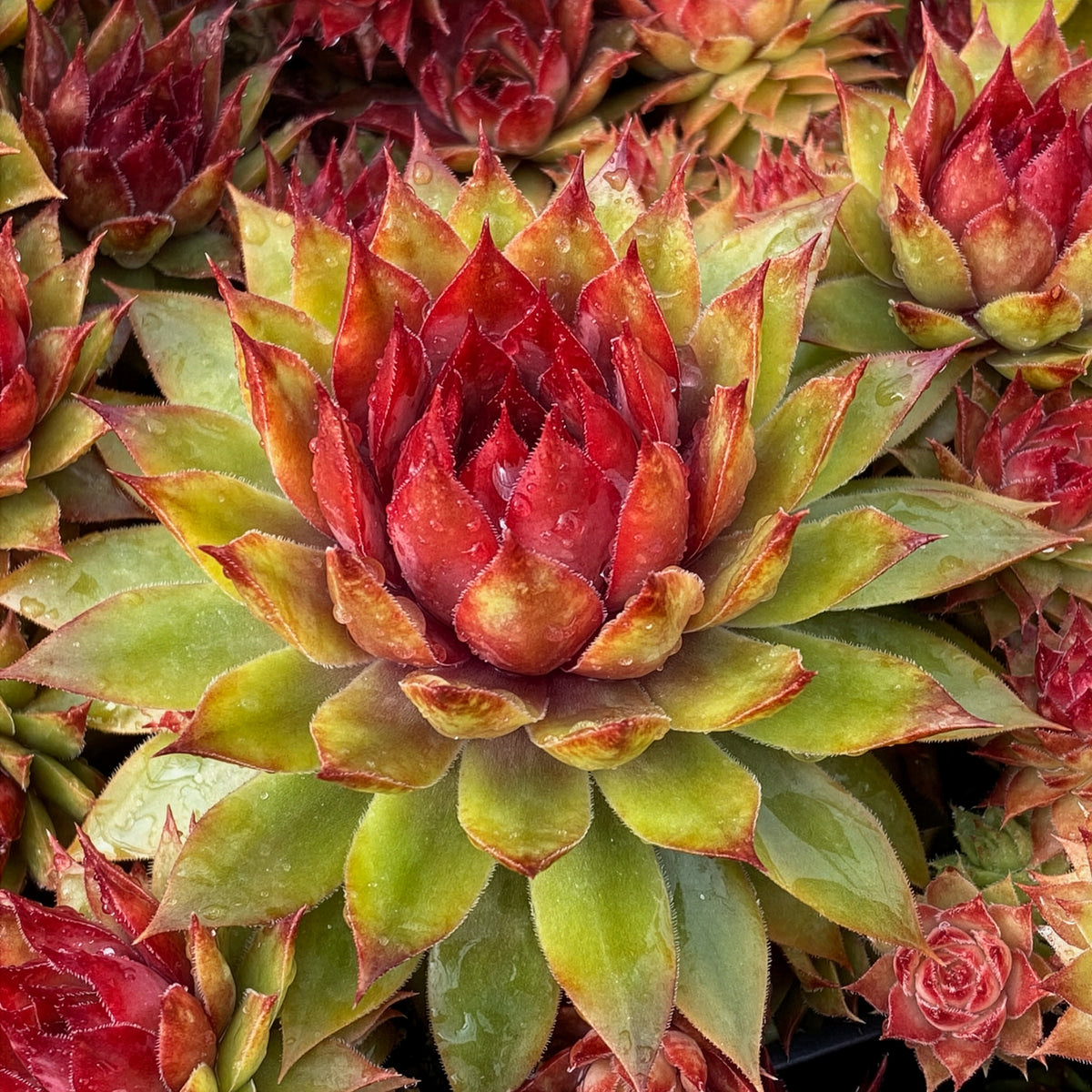 Joubarbe Chick Charms® Pineapple Paradise - Sempervivum - Sempervivum Chick Charms® Pineapple Paradise - Bakker