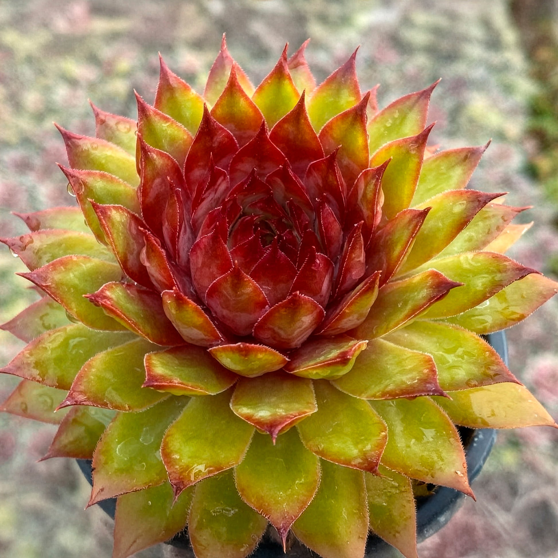 Joubarbe Chick Charms® Pineapple Paradise - Sempervivum - Bakker
