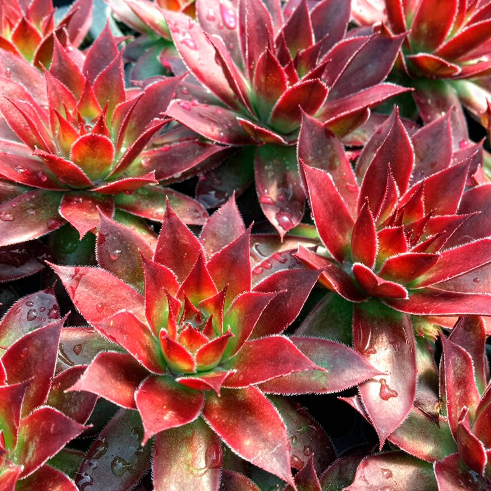 Joubarbe Chick Charms® Strawberry Kiwi - Sempervivum - Sempervivum Chick Charms® Strawberry Kiwi - Bakker