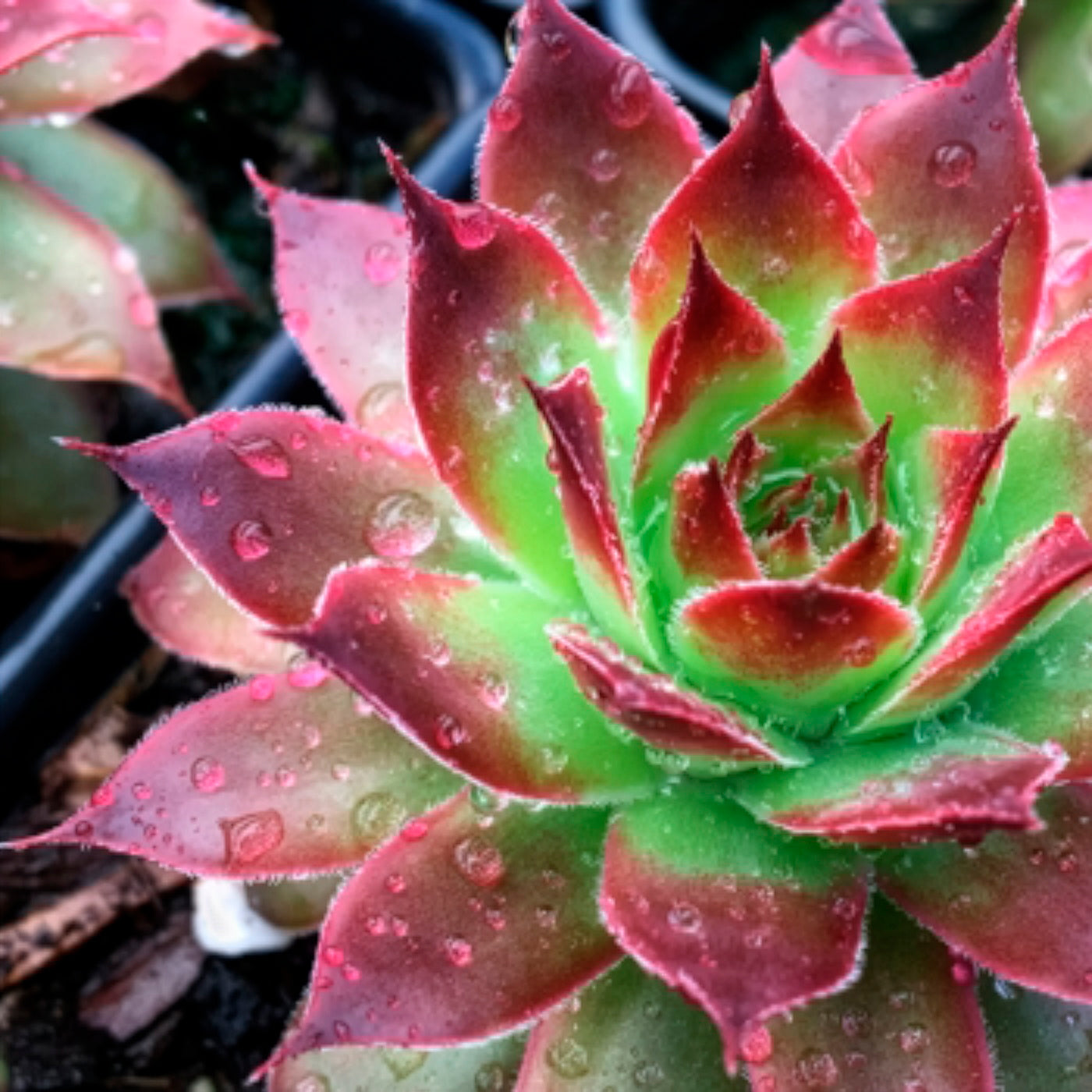 Joubarbe Chick Charms® Strawberry Kiwi - Sempervivum - Bakker