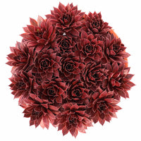 Sempervivum Chick Charms® Strawberry Kiwi - Joubarbe Chick Charms® Strawberry Kiwi - Sempervivum - Sempervivum - Joubarbe