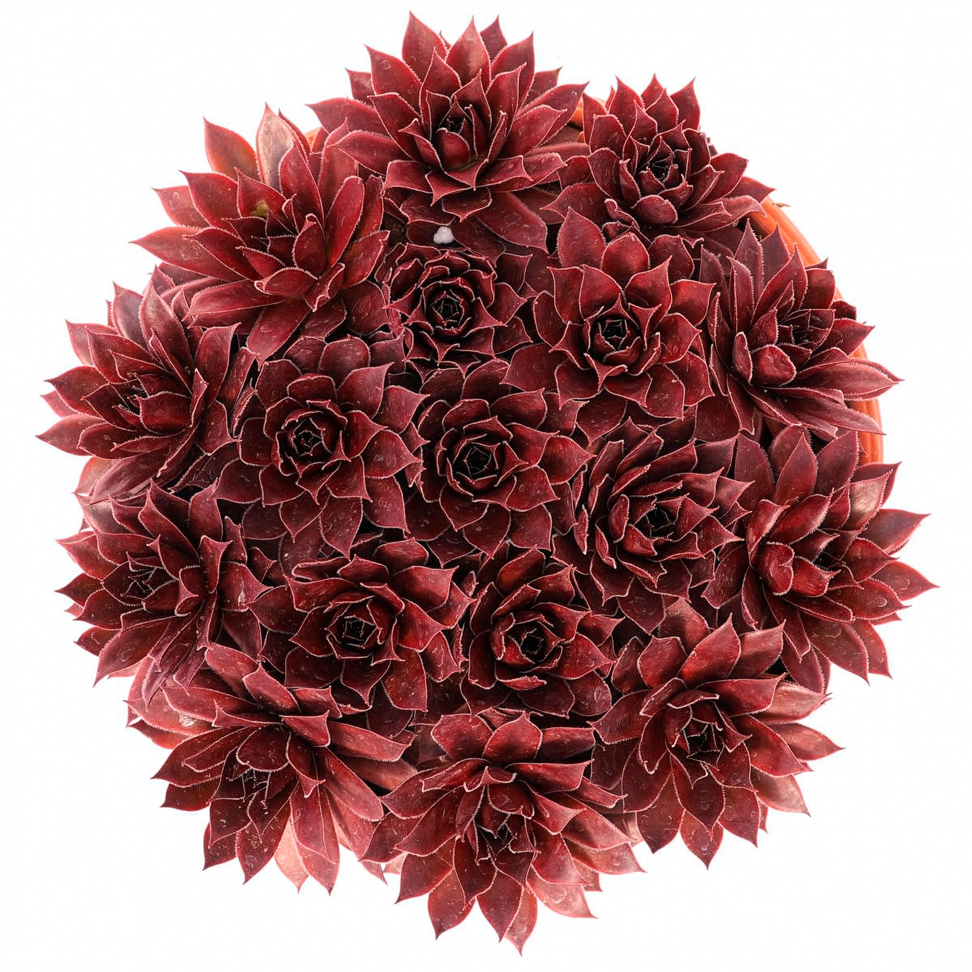 Sempervivum Chick Charms® Strawberry Kiwi - Joubarbe Chick Charms® Strawberry Kiwi - Sempervivum - Sempervivum - Joubarbe