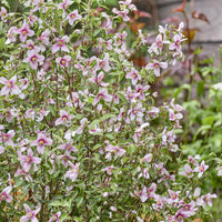 PHILADELPHUS coronarius Petite Perfume Pink ® - Seringat nain Petite Perfume Pink ® - Arbustes fleuris