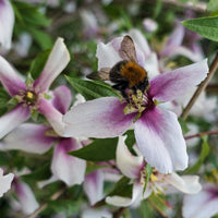 Arbustes fleuris - Seringat nain Petite Perfume Pink ® - PHILADELPHUS coronarius Petite Perfume Pink ®