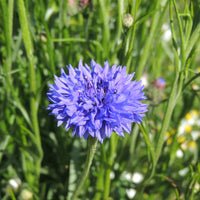 Bleuet champêtre Blue Boy - Centaurea cyanus blue boy - Bakker