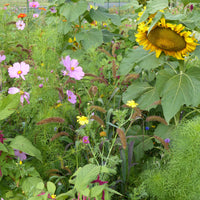 Mélange de fleurs spécial oiseaux -  - Bakker