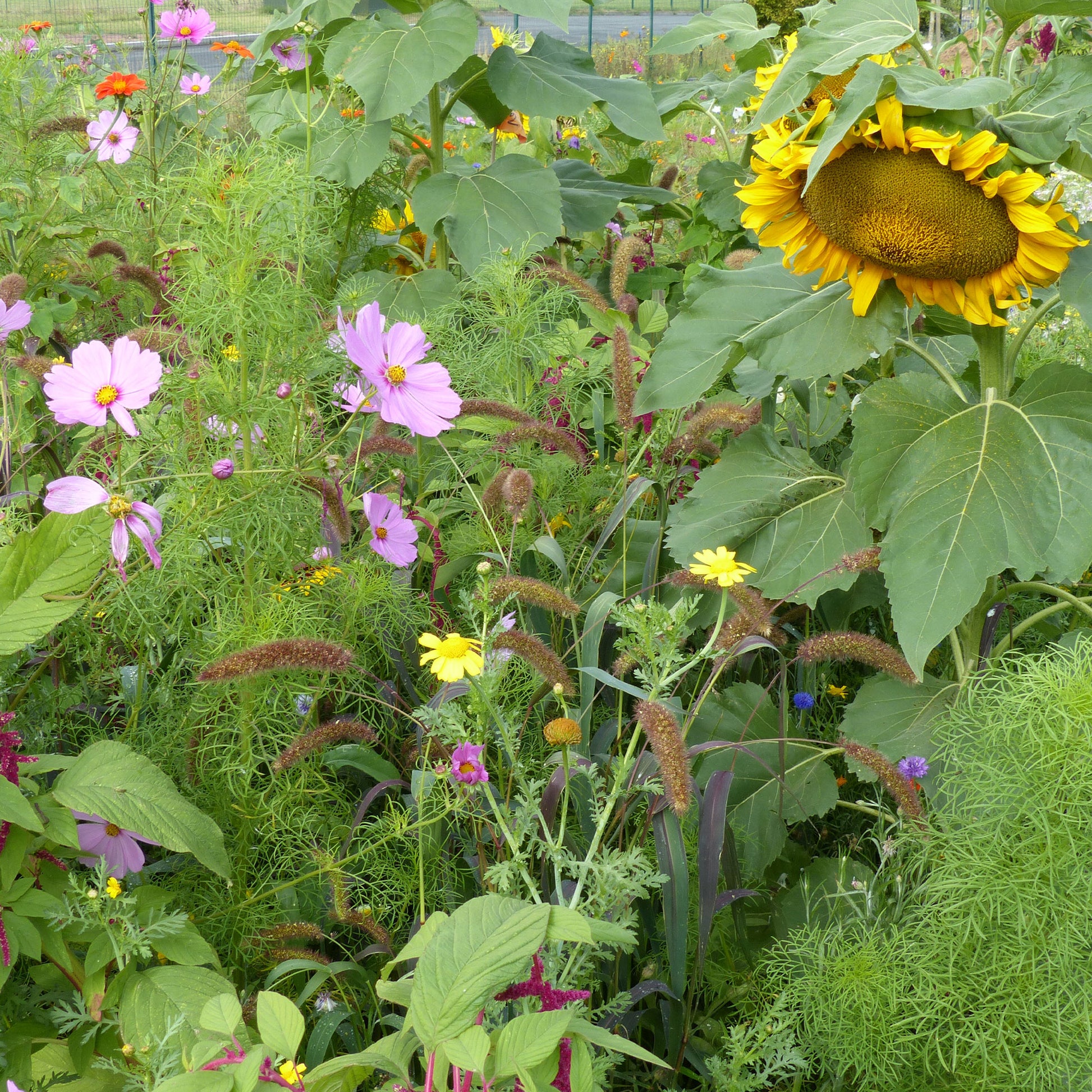 Mélange de fleurs spécial oiseaux -  - Bakker