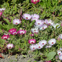 Ficoïdes en mélange - Bakker