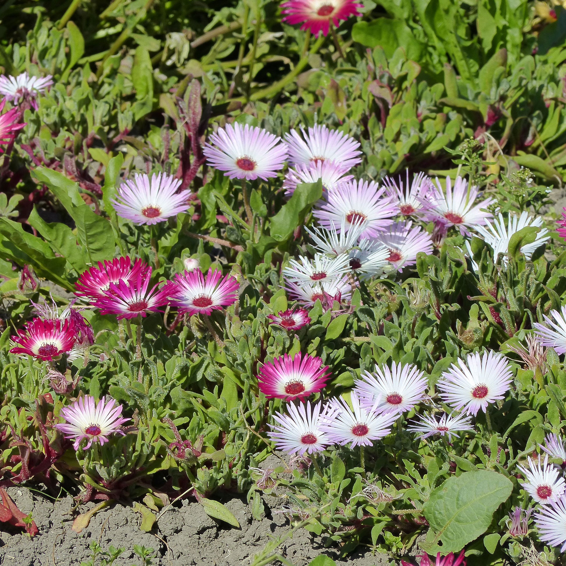 Ficoïdes en mélange - Bakker