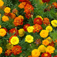 Oeillets d'inde nains en mélange - Tagetes patula - Bakker