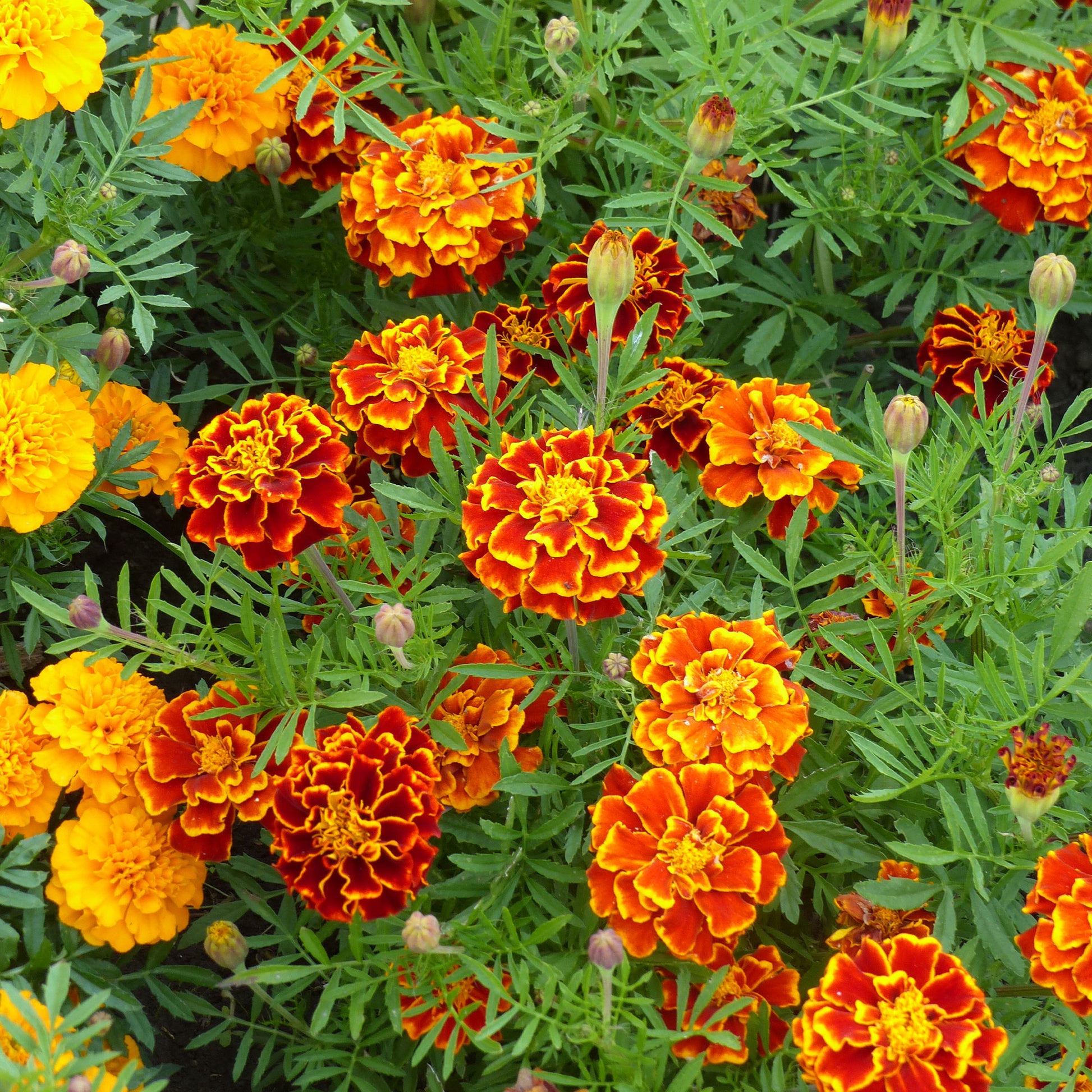 Graines de fleurs comestibles - Oeillets d'inde nains en mélange - Tagetes patula