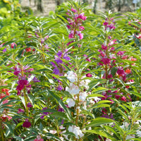 Balsamine à fleurs de camélia en mélange - Impatiens balsamina - Bakker