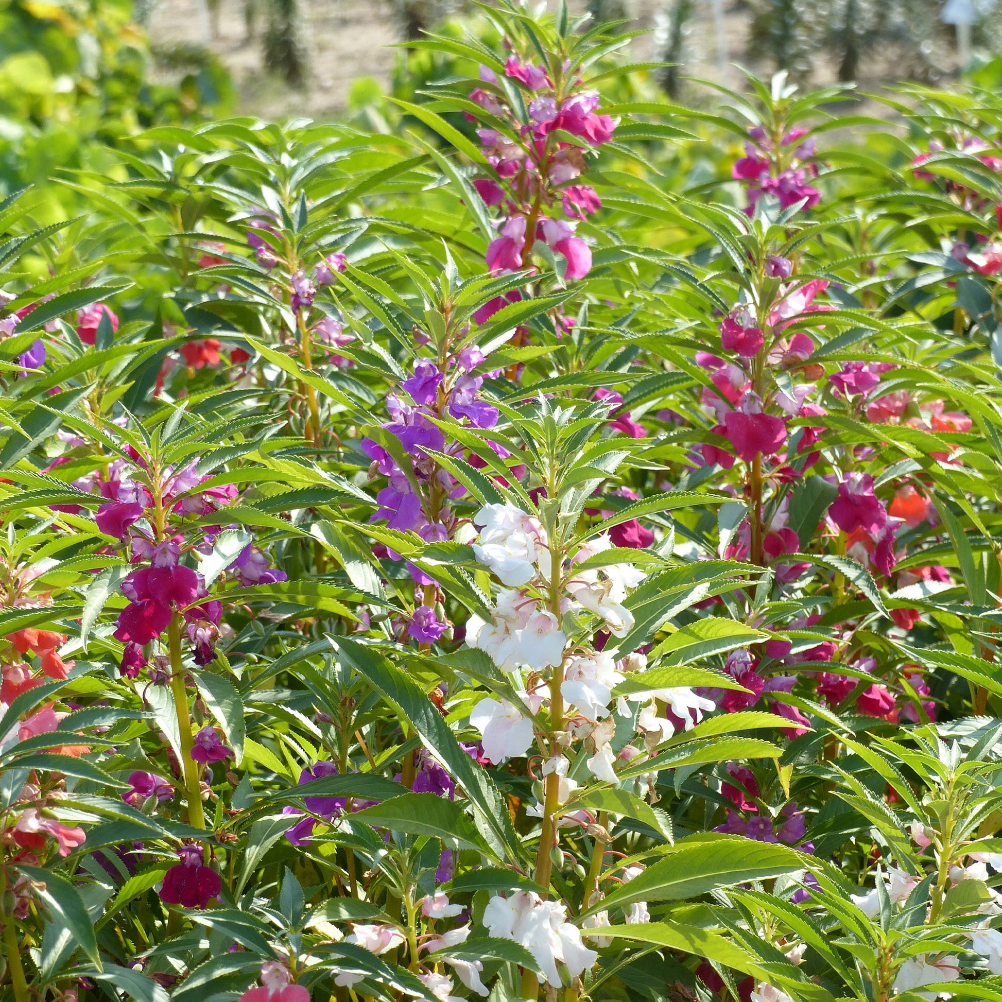 Balsamine à fleurs de camélia en mélange - Impatiens balsamina - Bakker