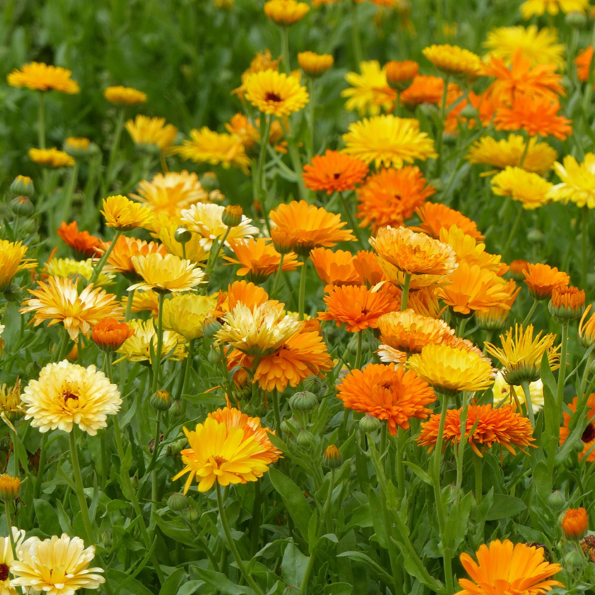 Calendula officinalis - Soucis doubles en mélange - Graines de fleurs annuelles
