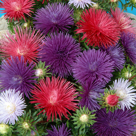 Reine-marguerite Idyll en mélange - Bakker
