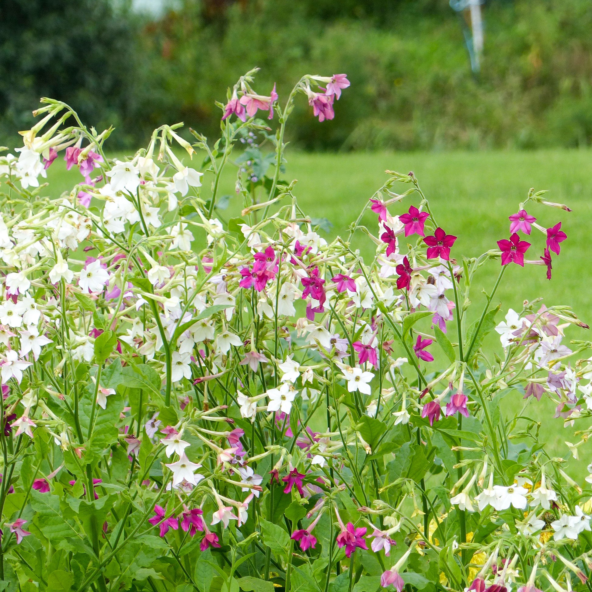 Tabac d'ornement en mélange - Nicotiana alata - Bakker