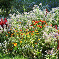 Fleurs en mélange anti-limaces - Bakker