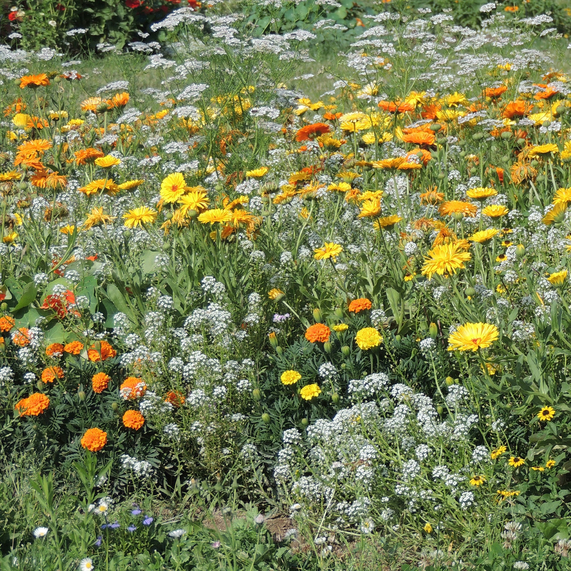 Fleurs en mélange anti-pucerons -  - Bakker