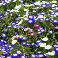 Belle de jour variées - Convolvulus tricolor - Bakker