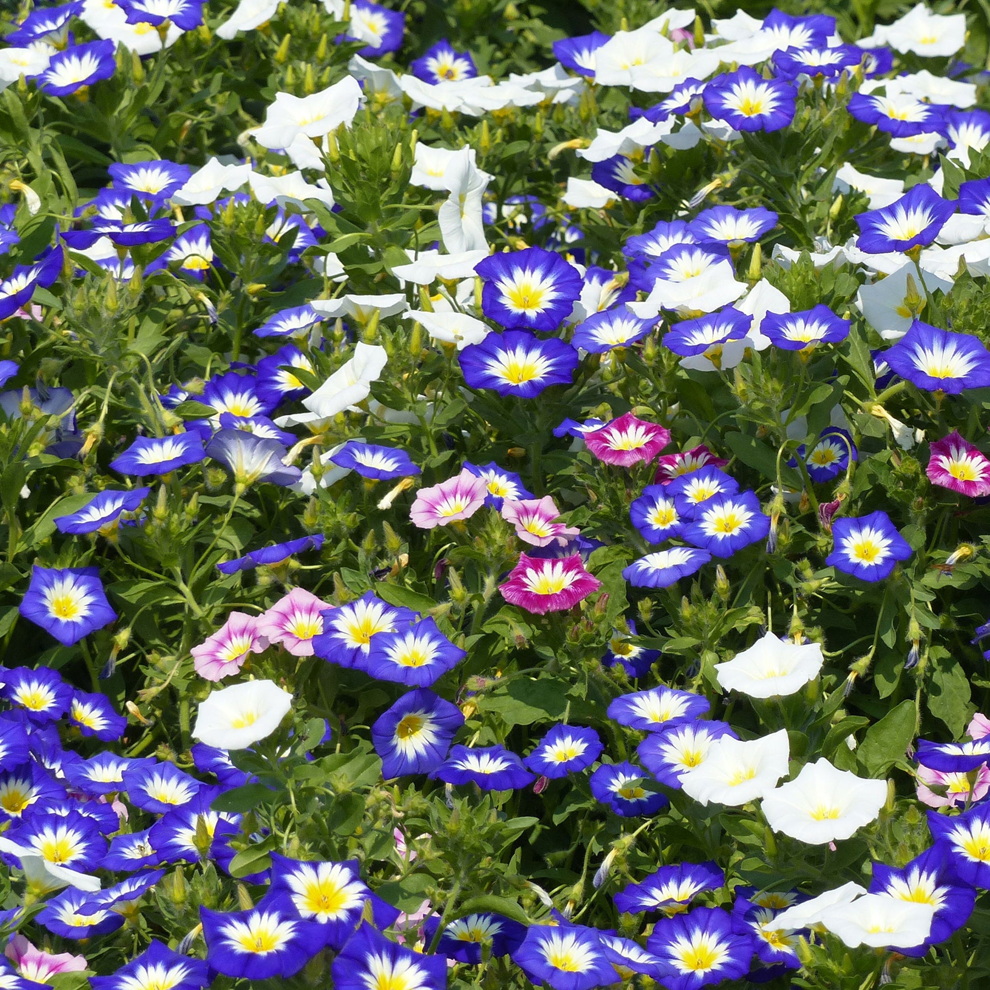 Belle de jour variées - Convolvulus tricolor - Bakker