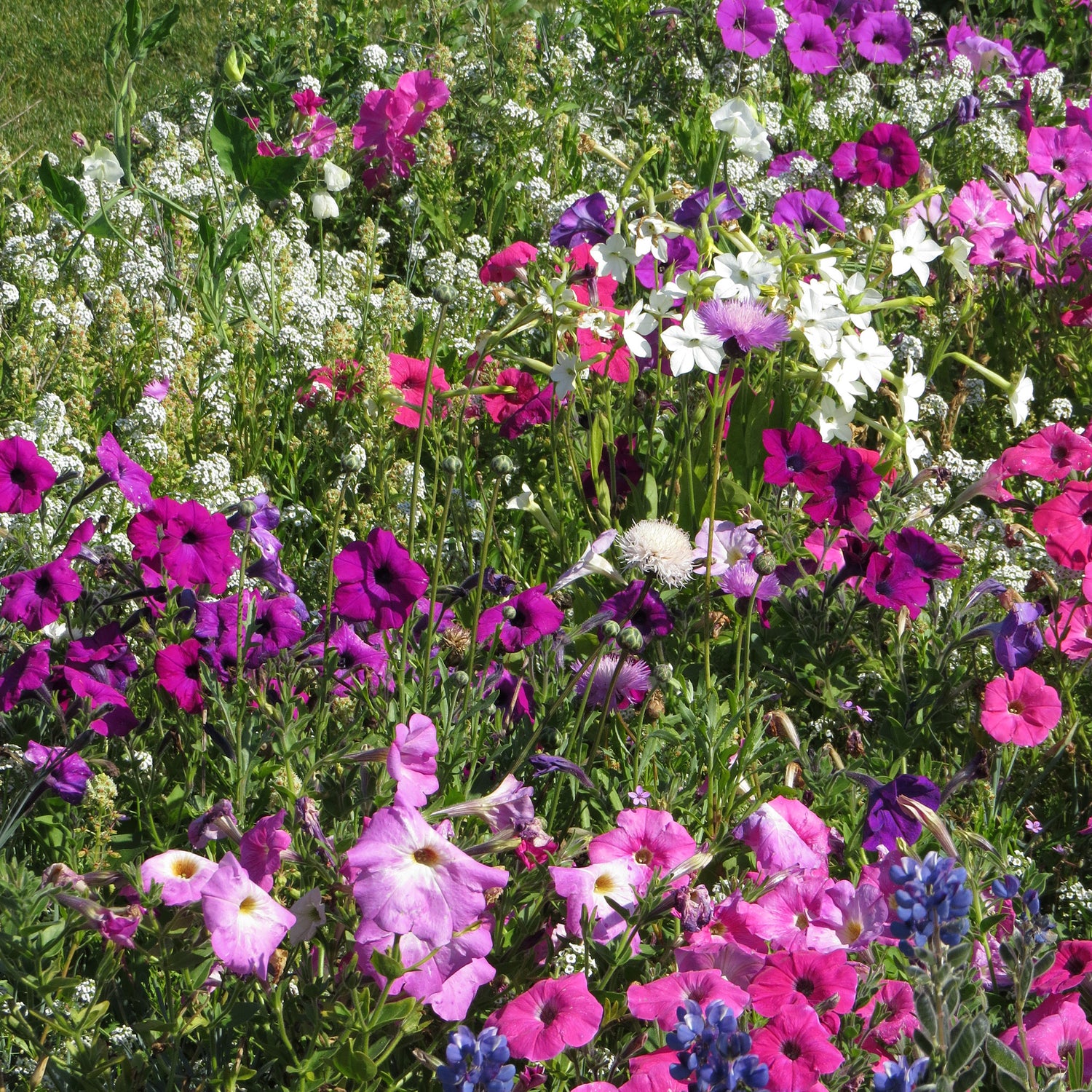 Anti-gaspi au potager : des graines encore parfaites à semer à -70% !