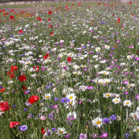 Mélange de fleurs en graines - Fleurs des champs en mélange - Mélange fleurs des champs