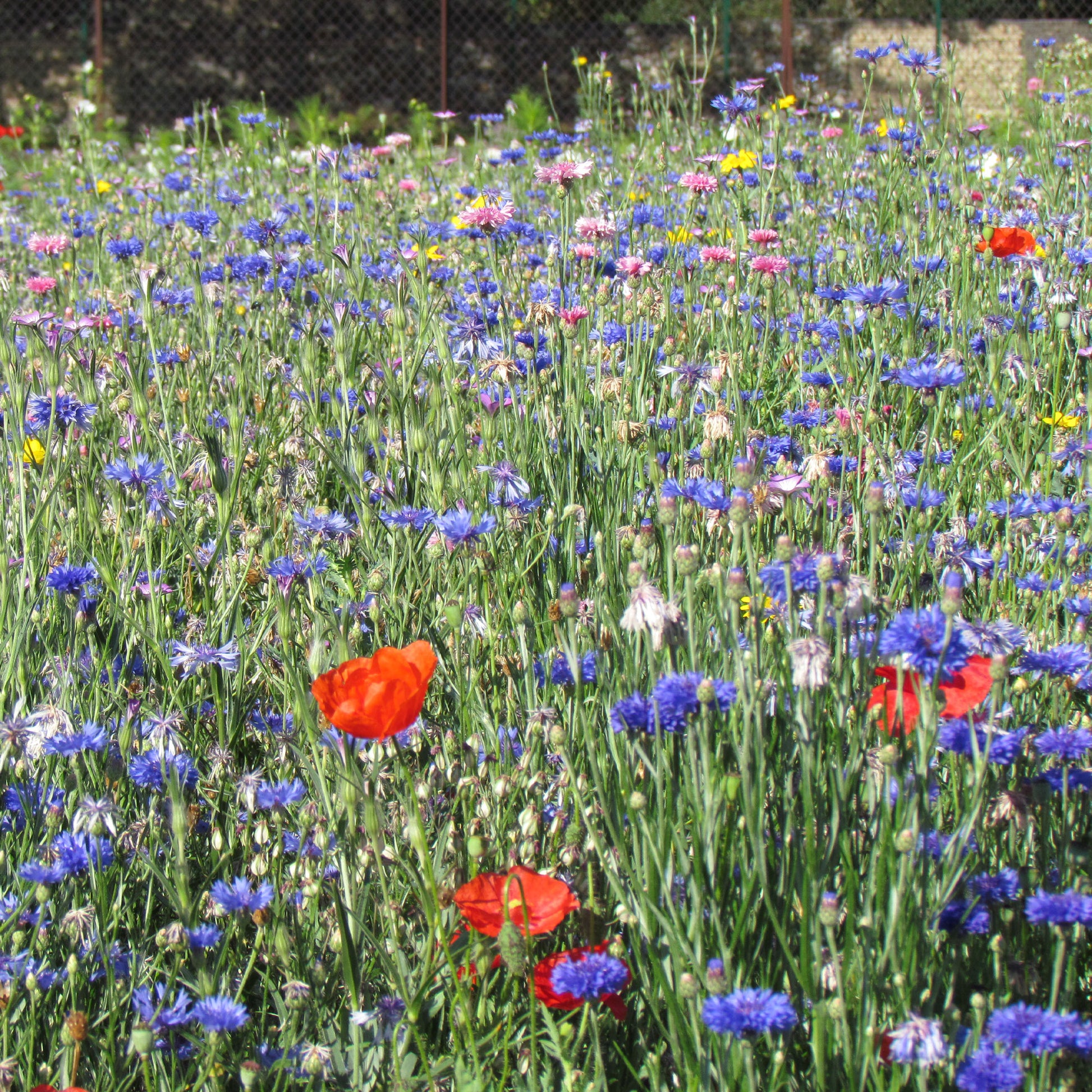 Fleurs des champs en mélange - Mélange fleurs des champs - Bakker