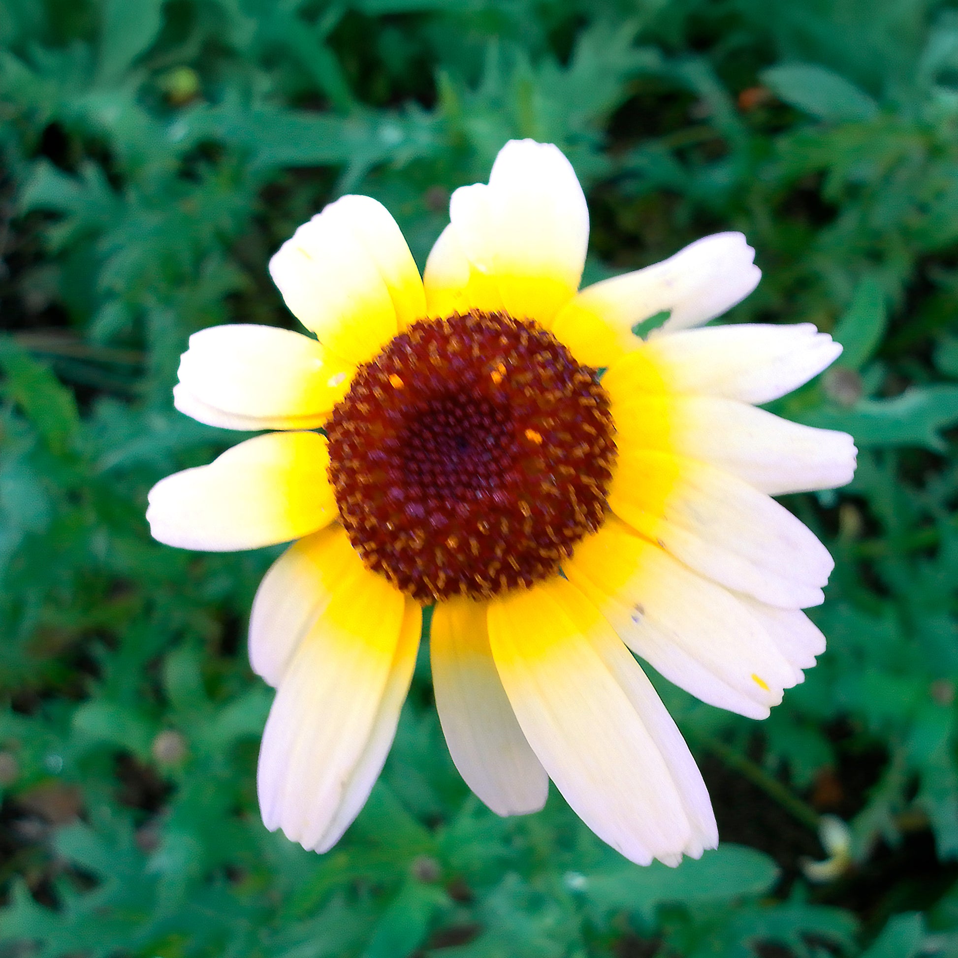 Chrysanthème à carène Polar Star - Chrysanthemum carinatum Polar Star - Bakker