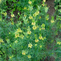Nigelle d'Orient Transformer - Bakker