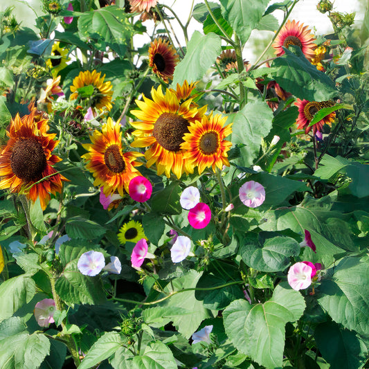 Soleil et belles grimpantes - Bakker