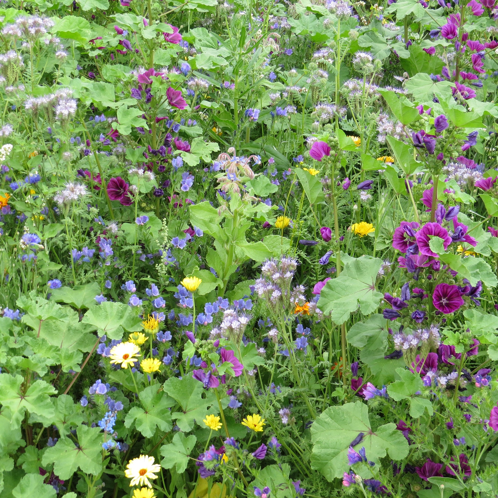 Mélange de fleurs méllifères intensif - Bakker