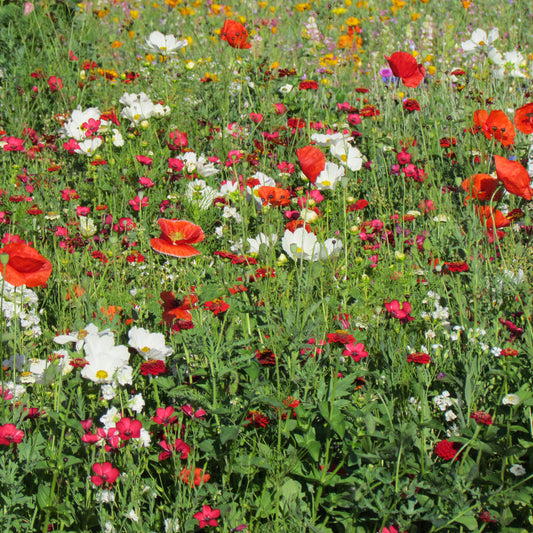 Mélange fleuris vanille-fraise - Bakker