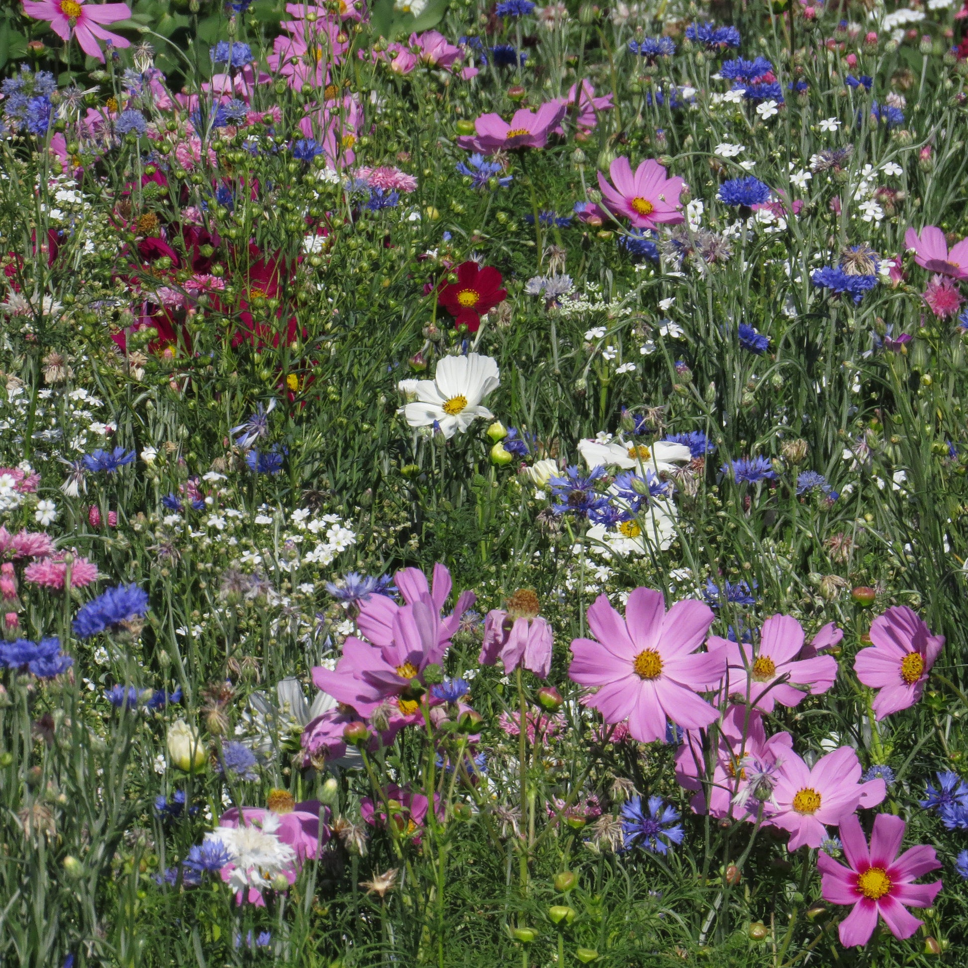 Mélange fleuris couleur pastel - Bakker